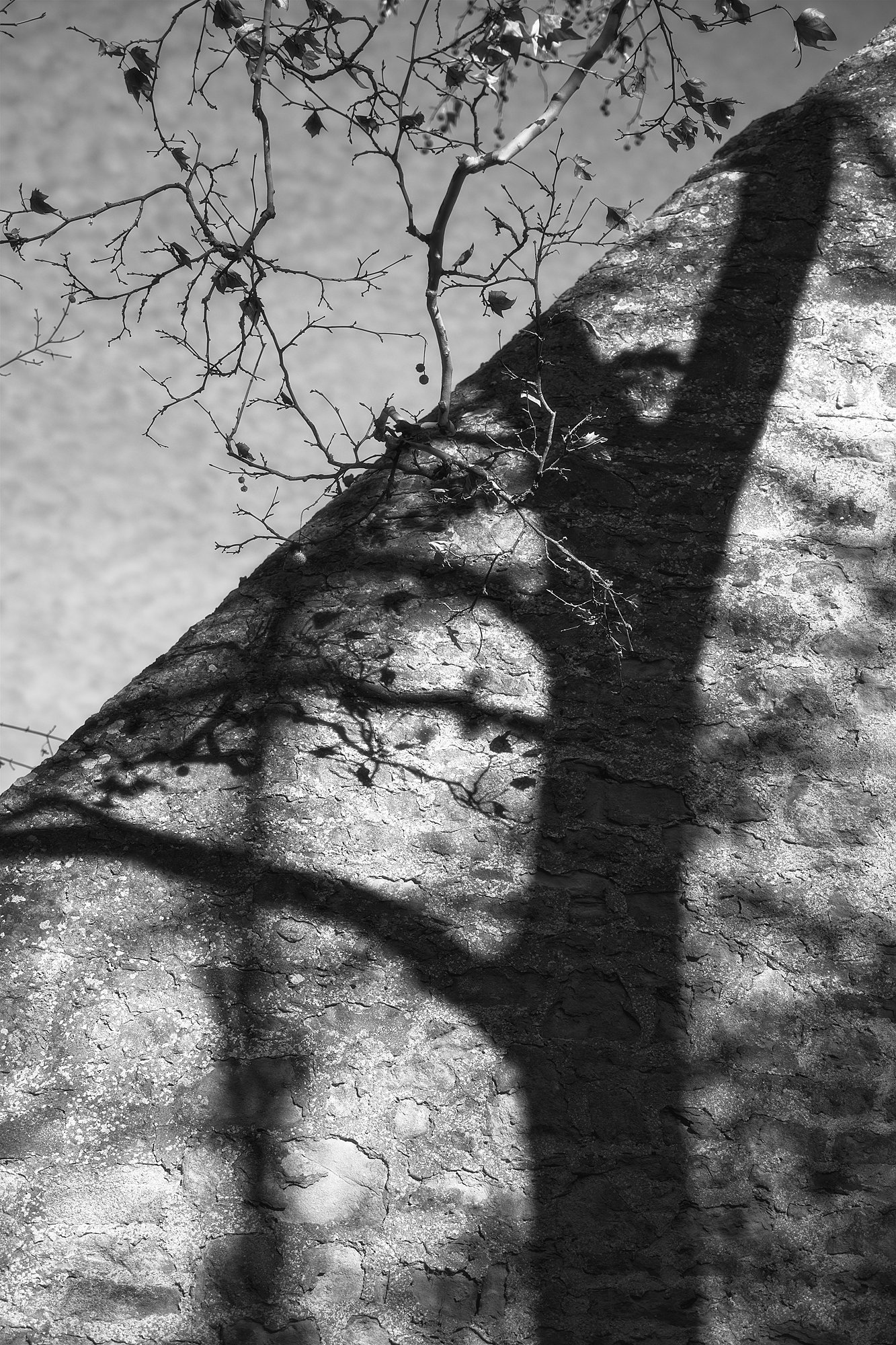 January - Shadow Tree