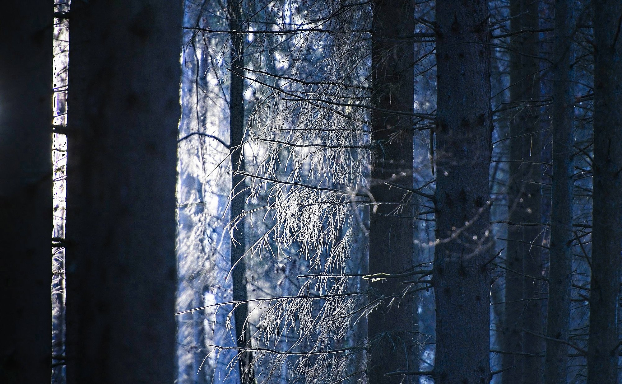 Dcember - Forest Light